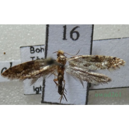 Neurothaumasia ankerella (Mann, 1867) Czech16